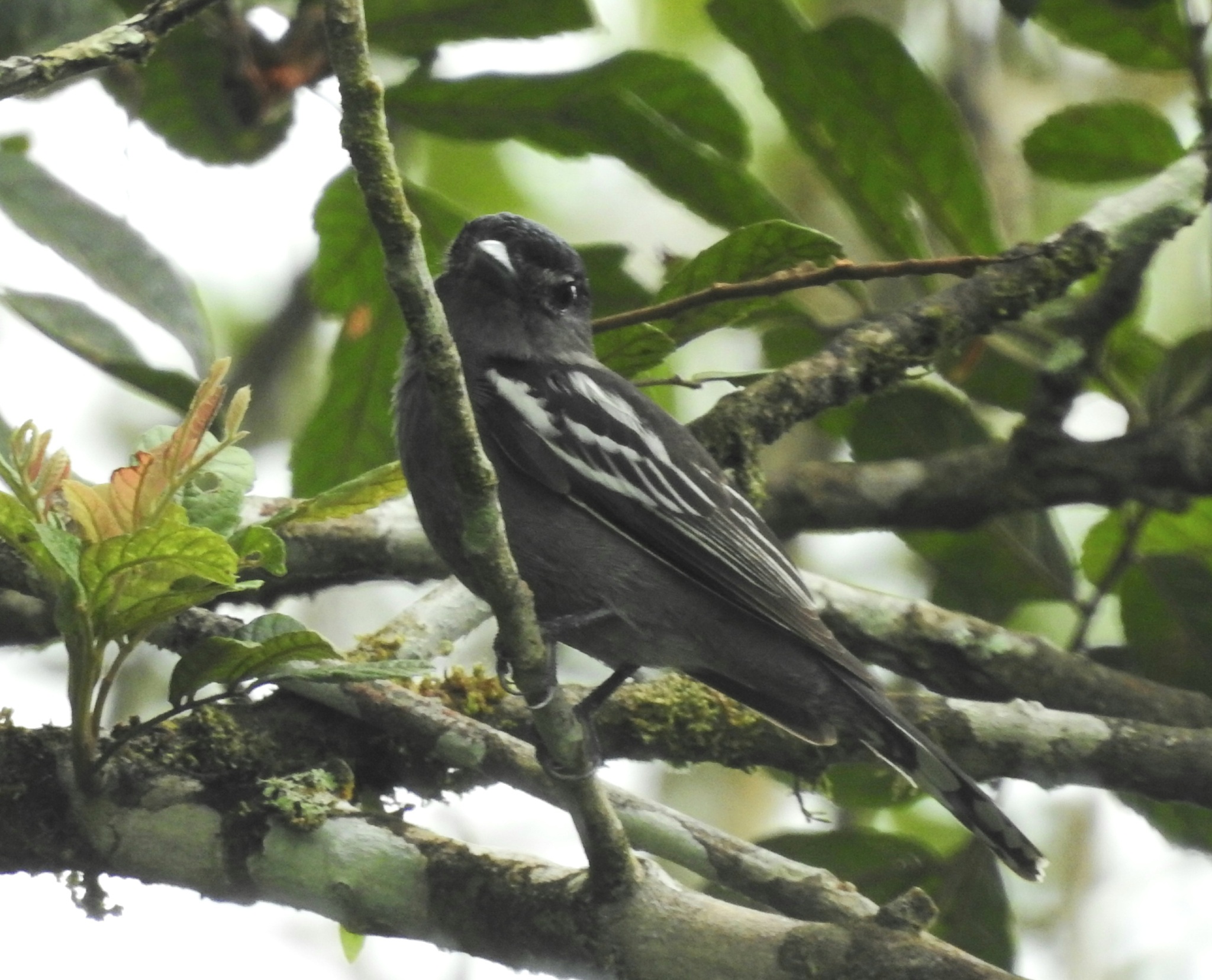 White-winged Becard (Pachyramphus polychopterus), photo 1