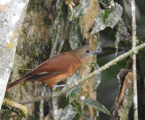 Ruby-crowned Tanager (Tachyphonus coronatus)