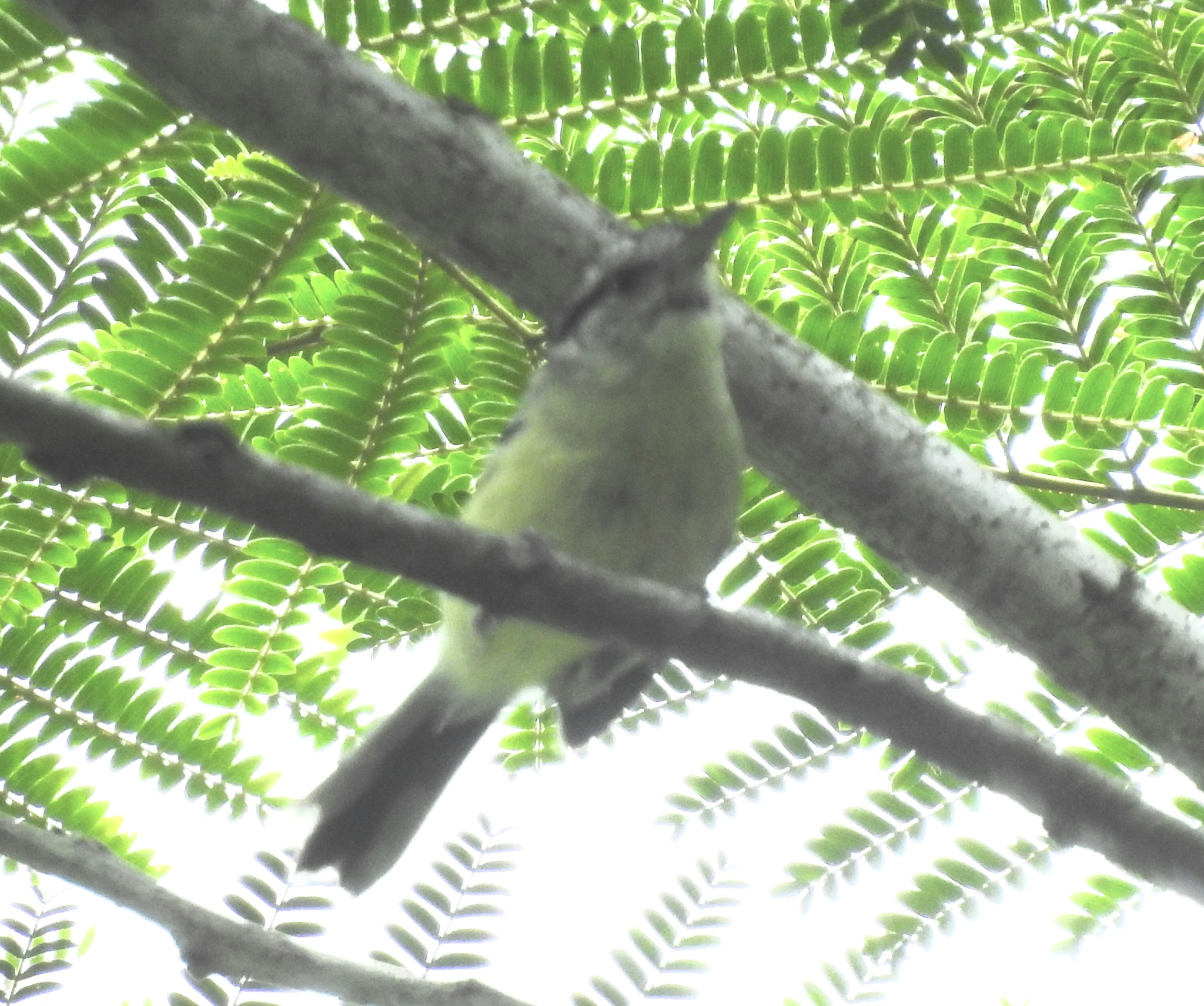 Rufous-margined Antwren (Herpsilochmus rufimarginatus), photo 1