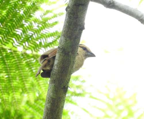 Brown Tanager (Orchesticus abeillei), photo 3