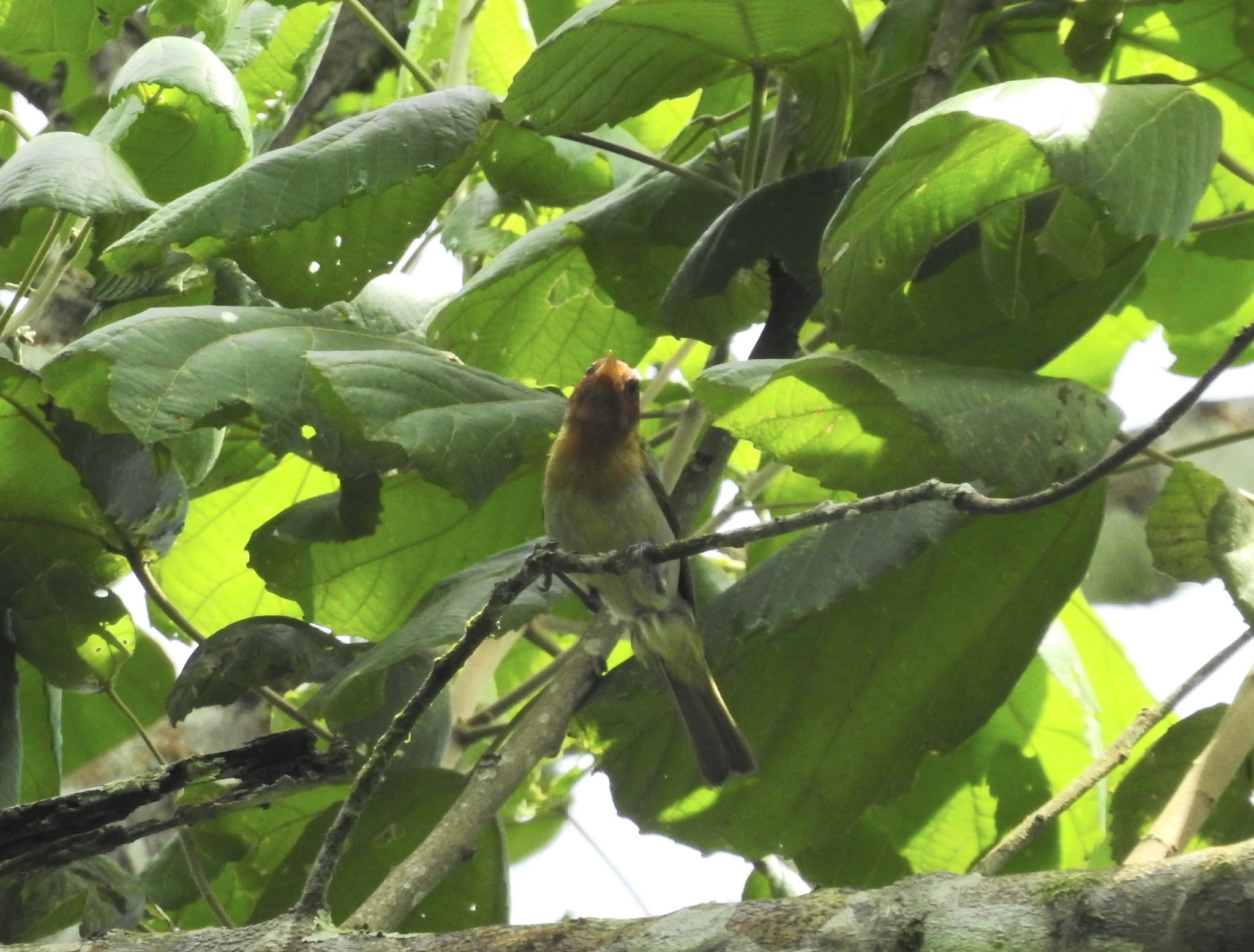 Rufous-headed Tanager (Hemithraupis ruficapilla), photo 1