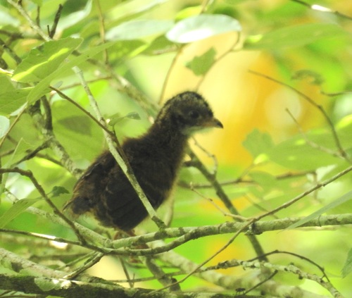Scaled Chachalaca (Ortalis squamata)