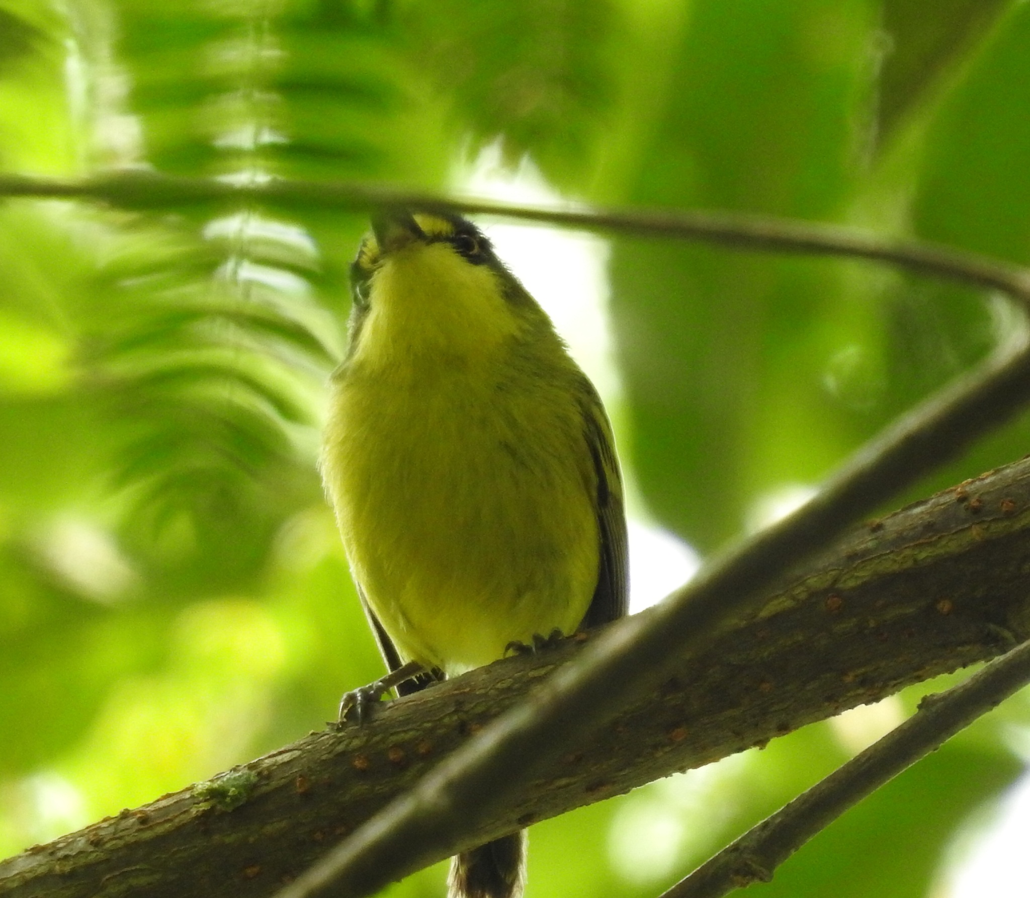 Yellow-lored Tody-Flycatcher (Todirostrum poliocephalum), photo 1