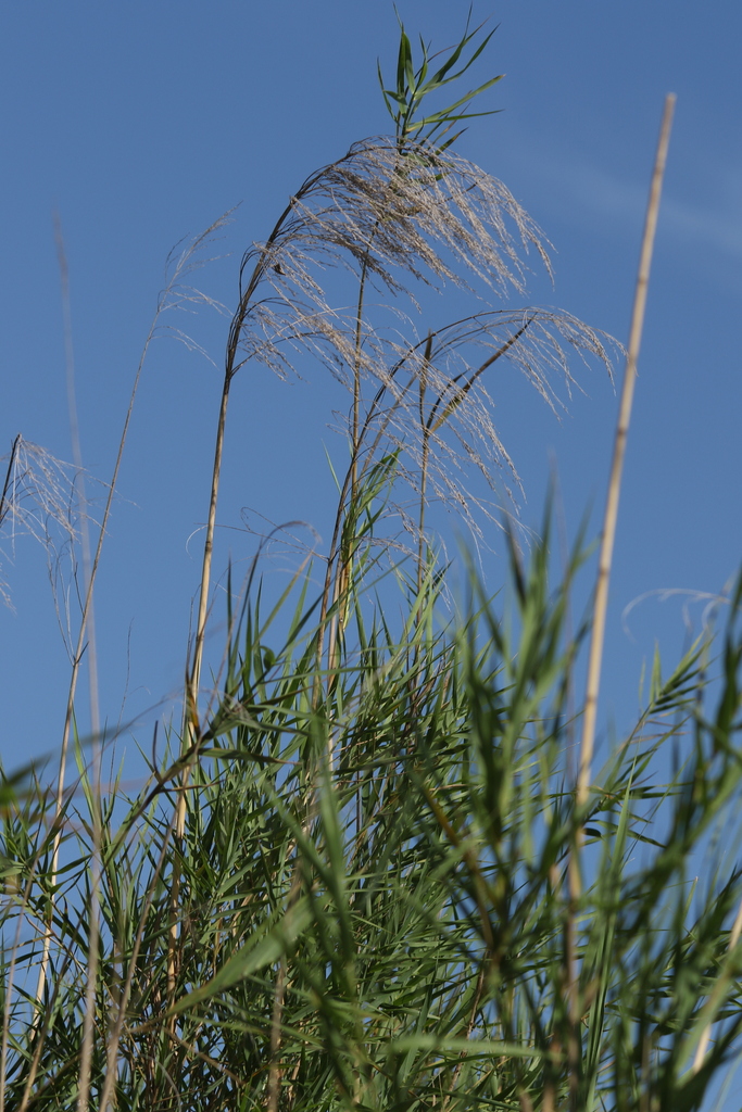 African Reed from uMkhanyakude District Municipality, South Africa on ...