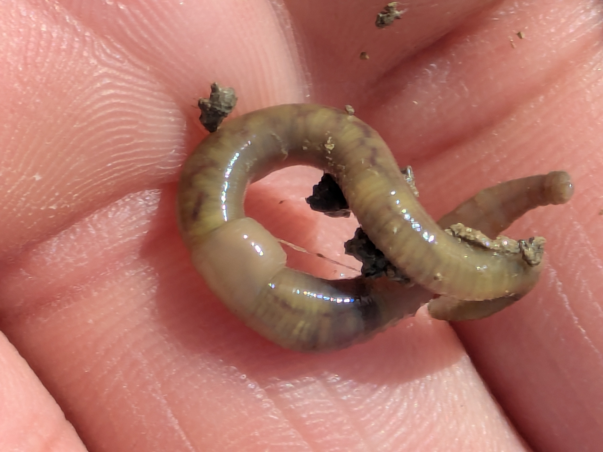 Allolobophora chlorotica (Savigny, 1826)