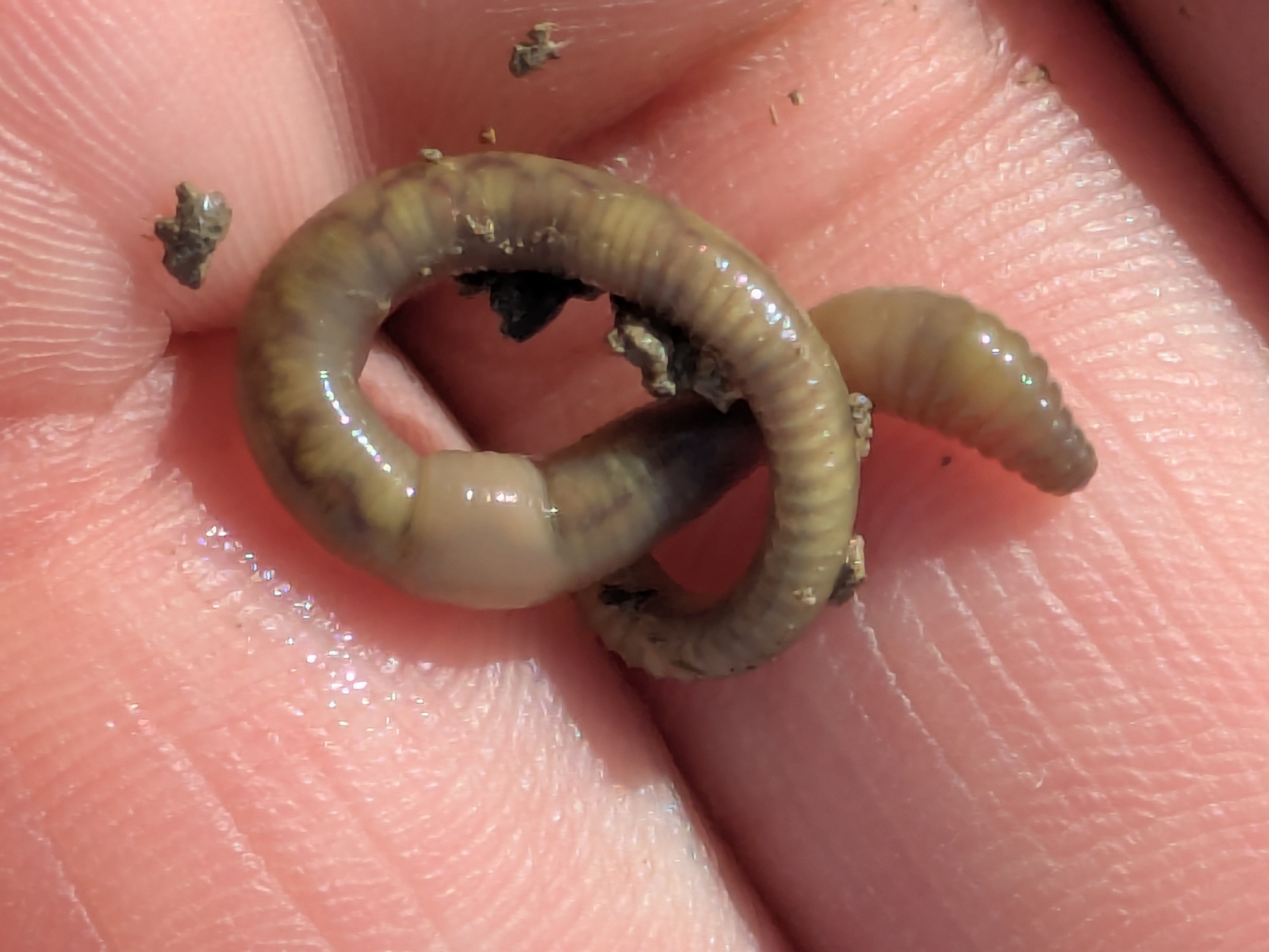 Allolobophora chlorotica (Savigny, 1826)