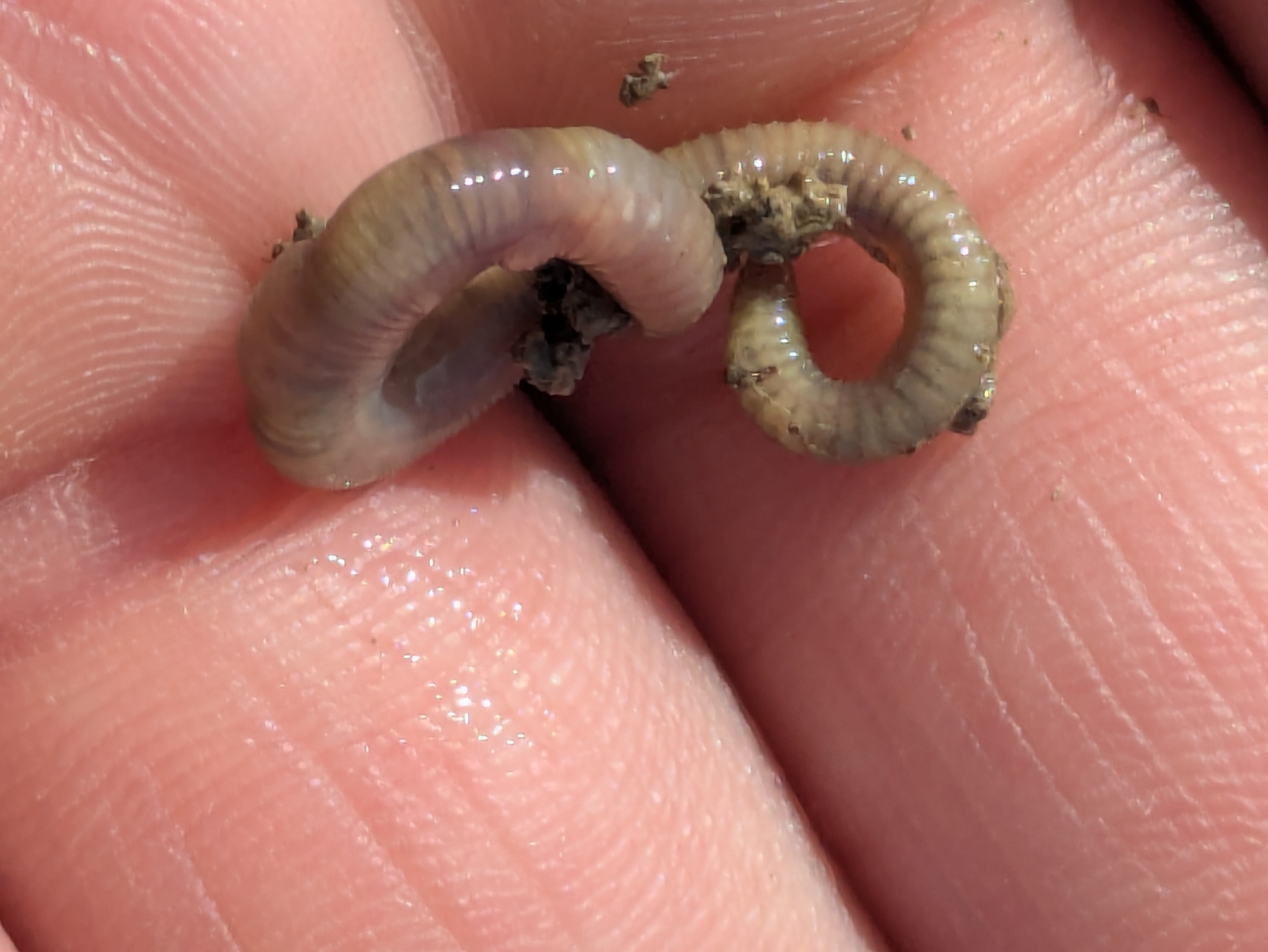 Allolobophora chlorotica (Savigny, 1826)