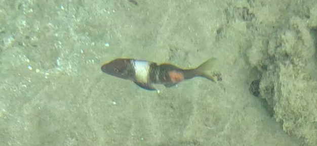 Banded goatfish (Parupeneus multifasciatus) — Mullidae