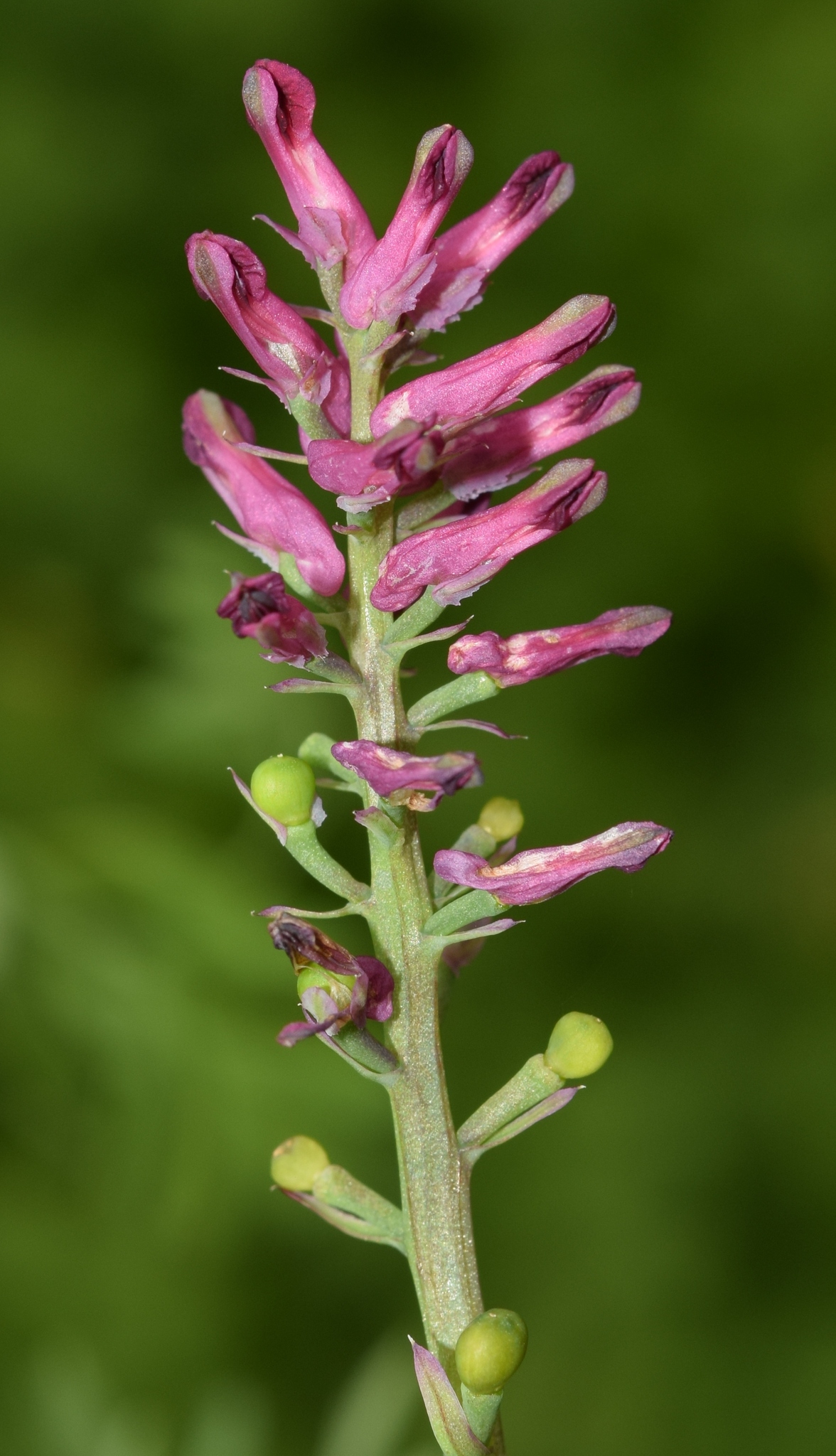 Common fumitory