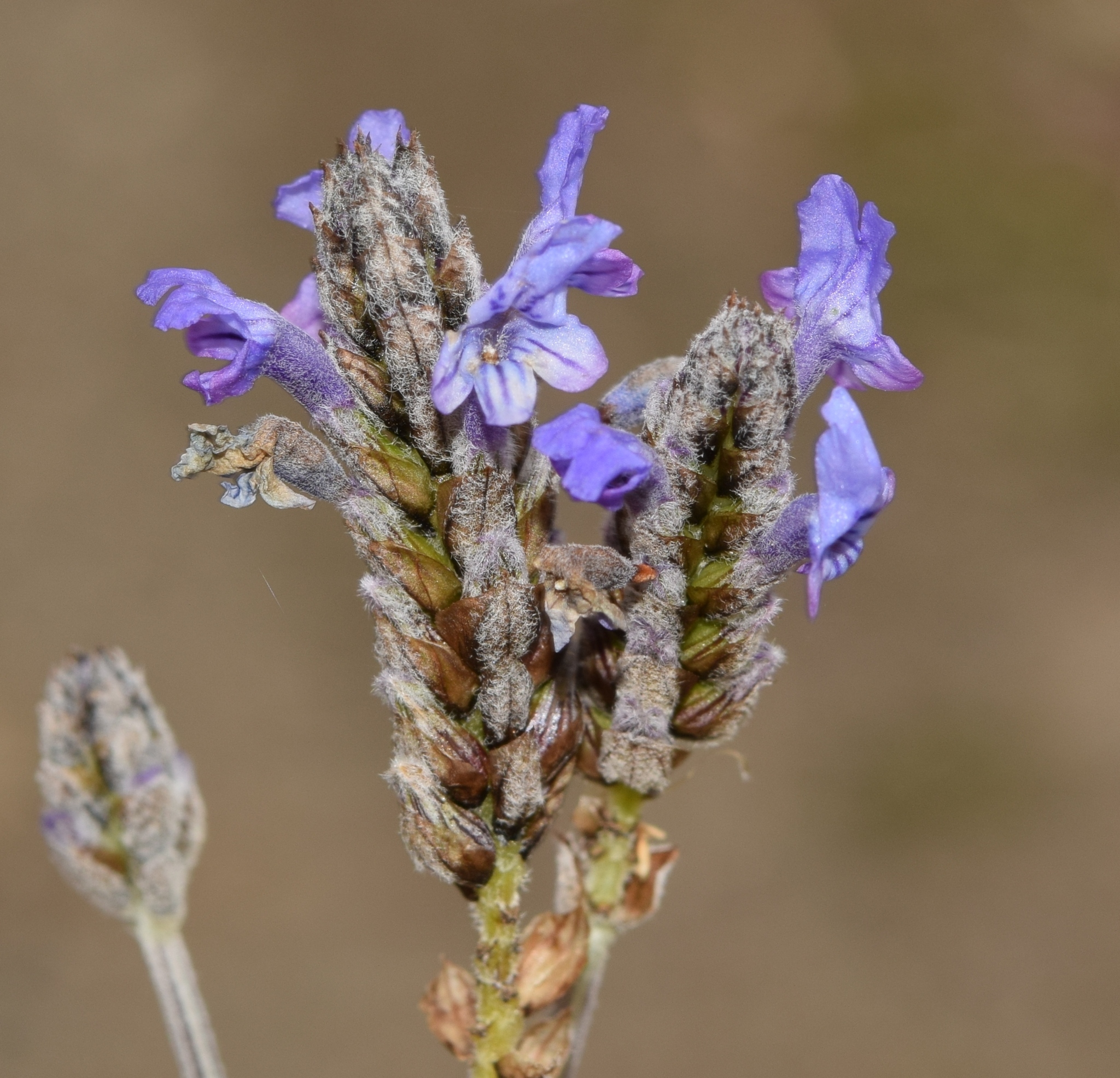 Fernleaf lavender