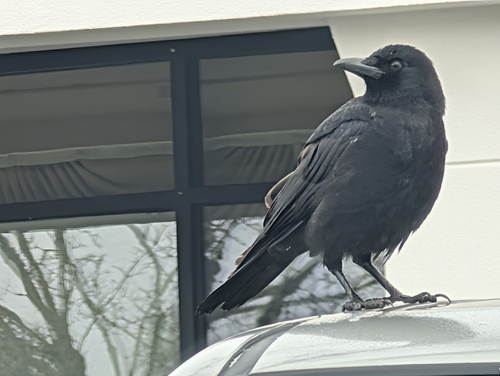 American Crow (Corvus brachyrhynchos), photo 6