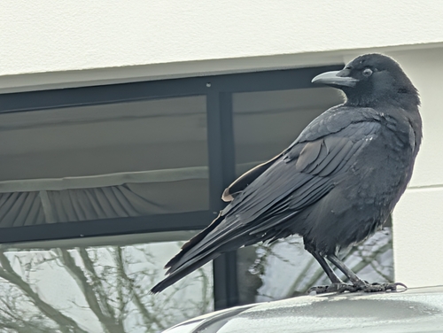 American Crow (Corvus brachyrhynchos), photo 7
