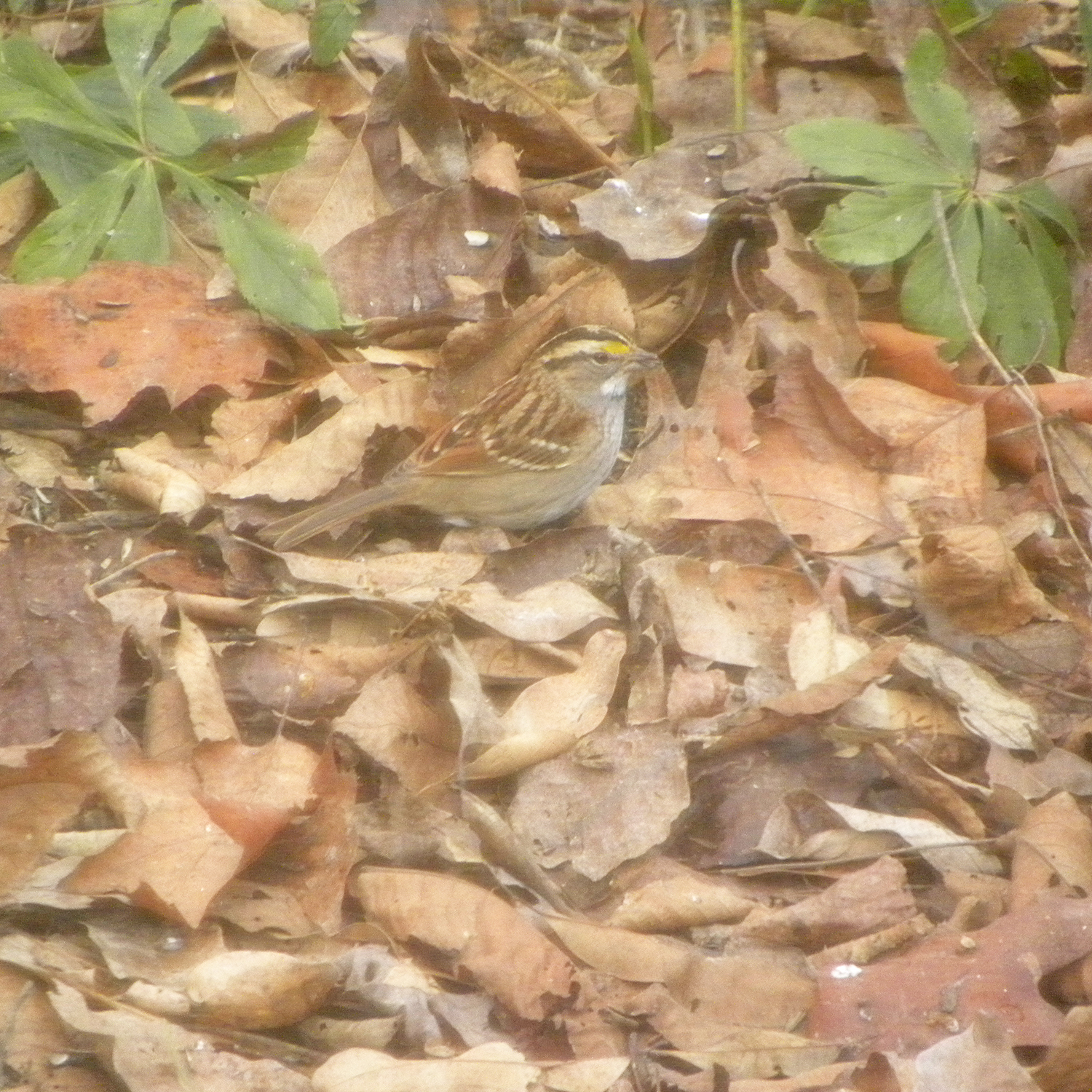 White-throated Sparrow (Zonotrichia albicollis), photo 9