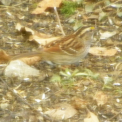 White-throated Sparrow (Zonotrichia albicollis), photo 8