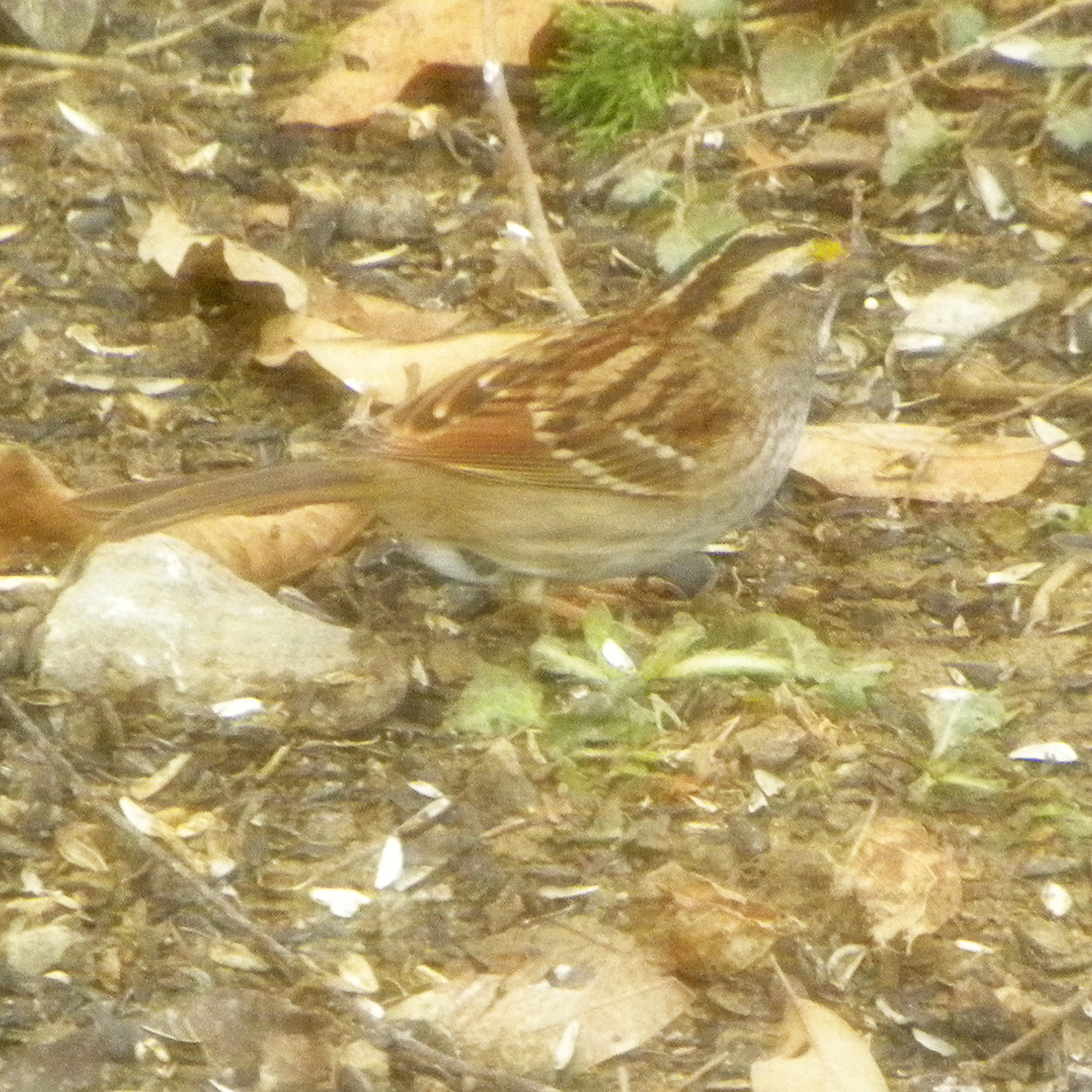 White-throated Sparrow (Zonotrichia albicollis), photo 8