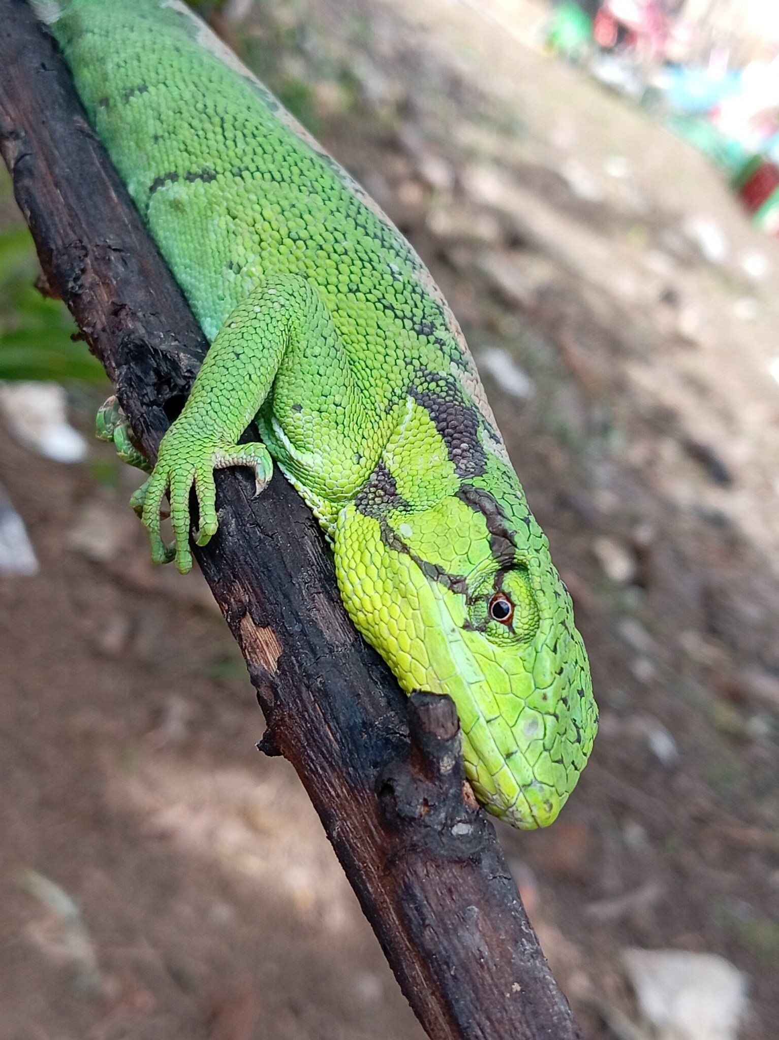 Polychrus liogaster Boulenger, 1908