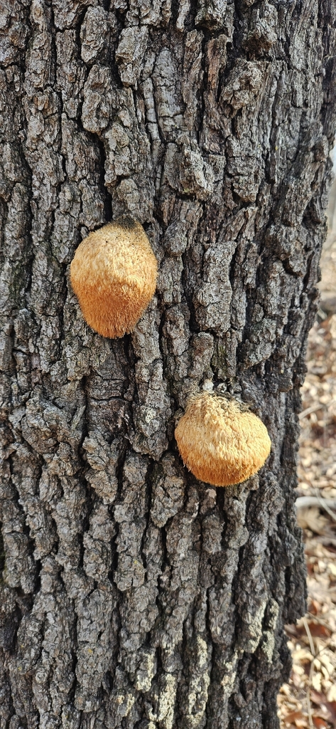 Hericium erinaceus · January 2026 · photo: © bobhoard (iNaturalist, cc-by)