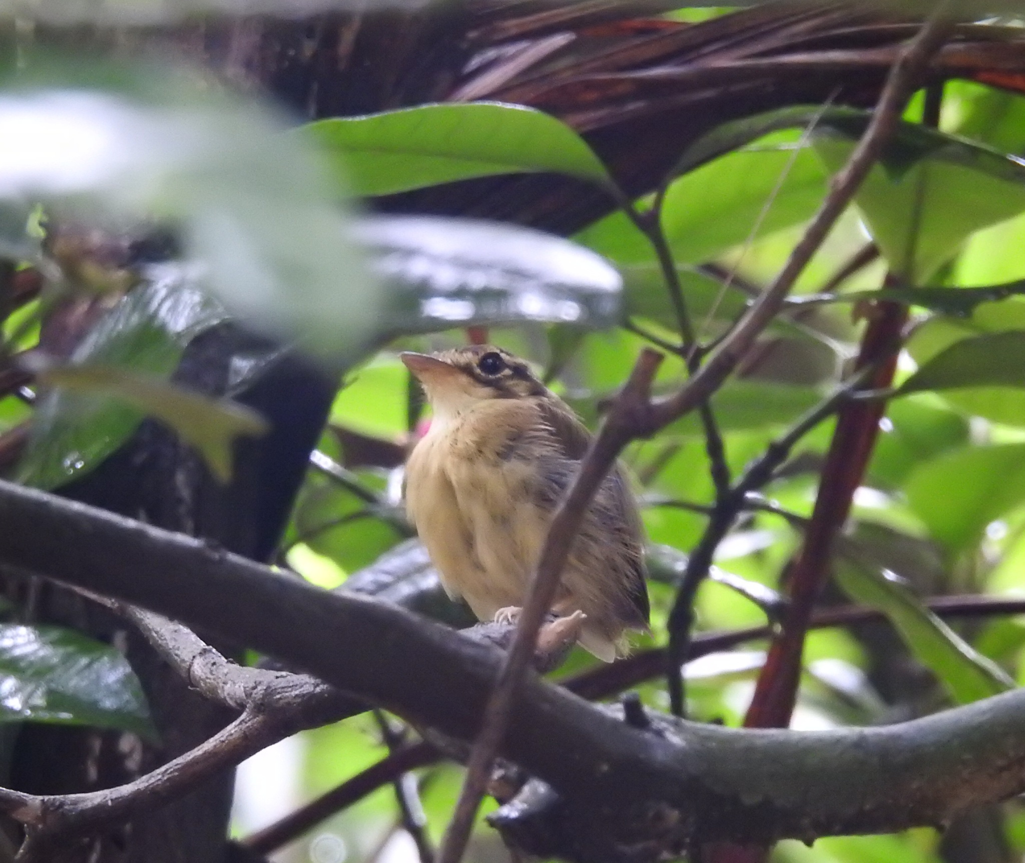 White-throated Spadebill (Platyrinchus mystaceus), photo 1