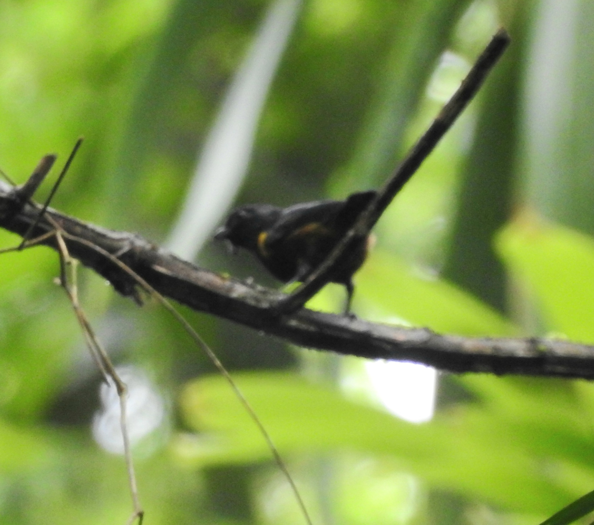 Chestnut-bellied Euphonia (Euphonia pectoralis), photo 1