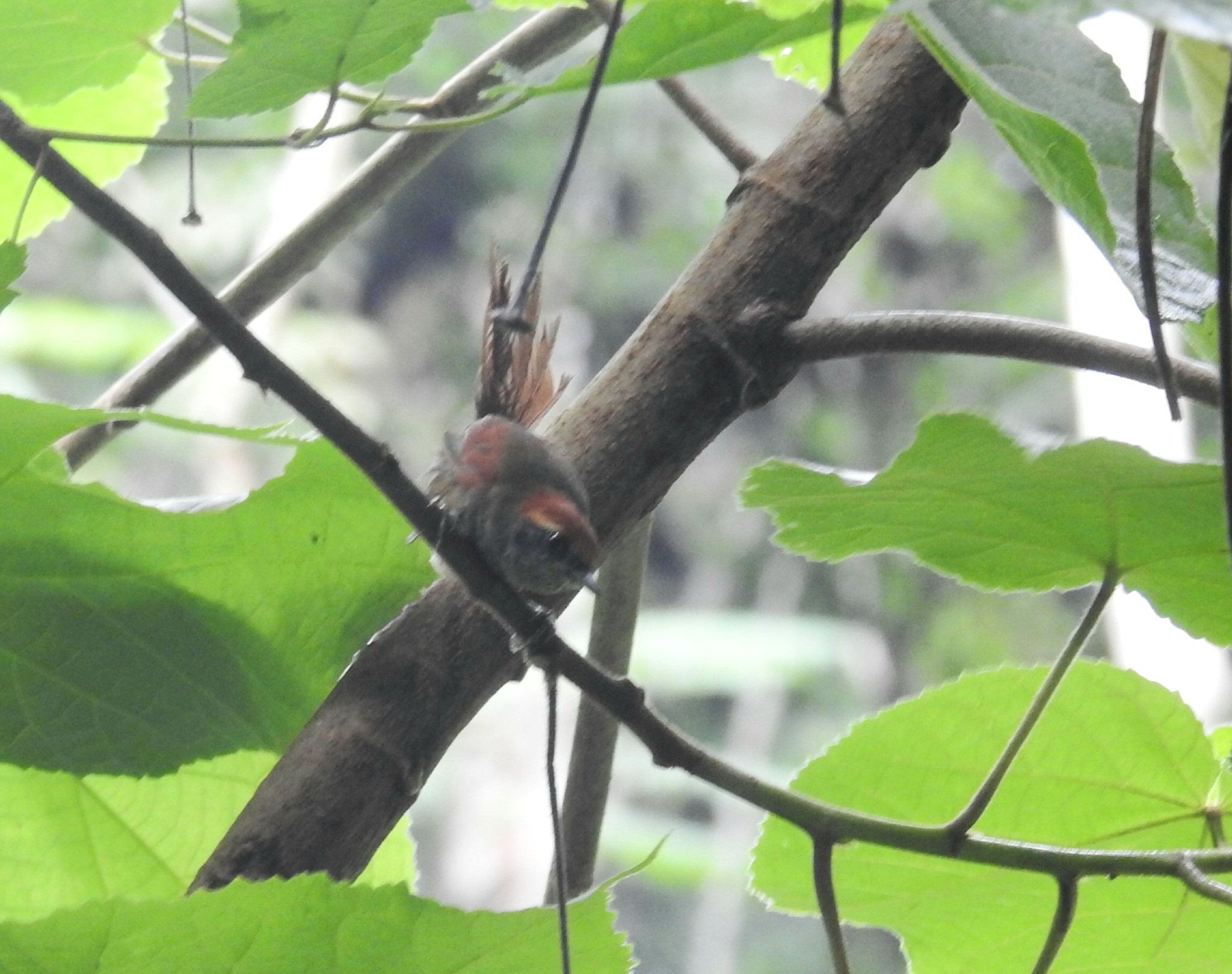 Rufous-capped Spinetail (Synallaxis ruficapilla), photo 1