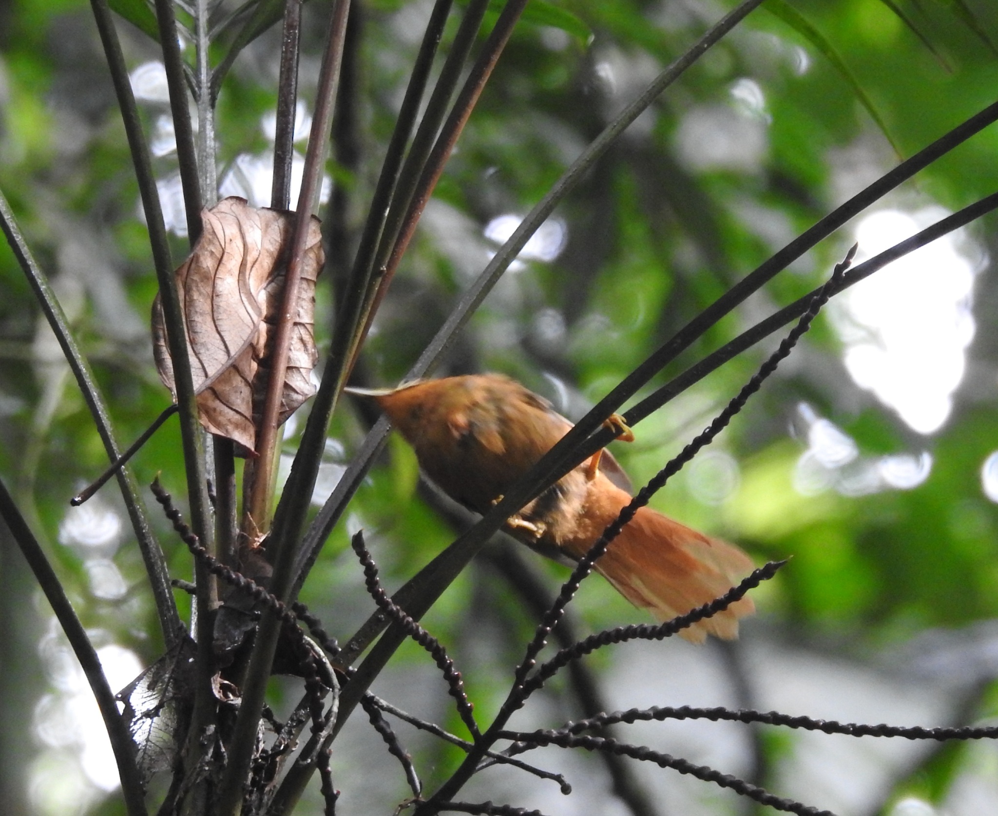 Black-capped Foliage-gleaner (Philydor atricapillus), photo 1