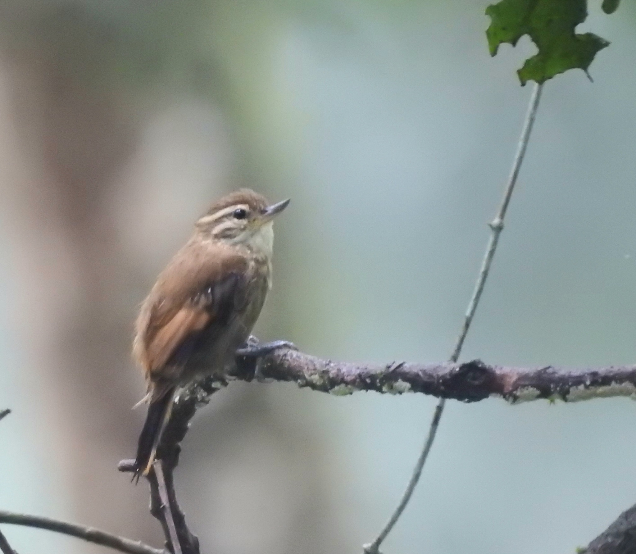 Atlantic Plain Xenops (Xenops minutus), photo 1