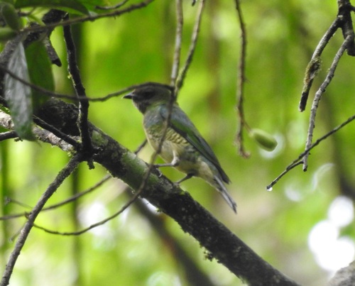 Swallow Tanager (Tersina viridis), photo 1