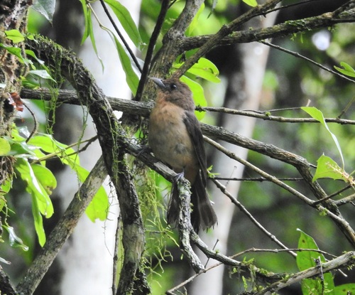Black-goggled Tanager (Trichothraupis melanops)