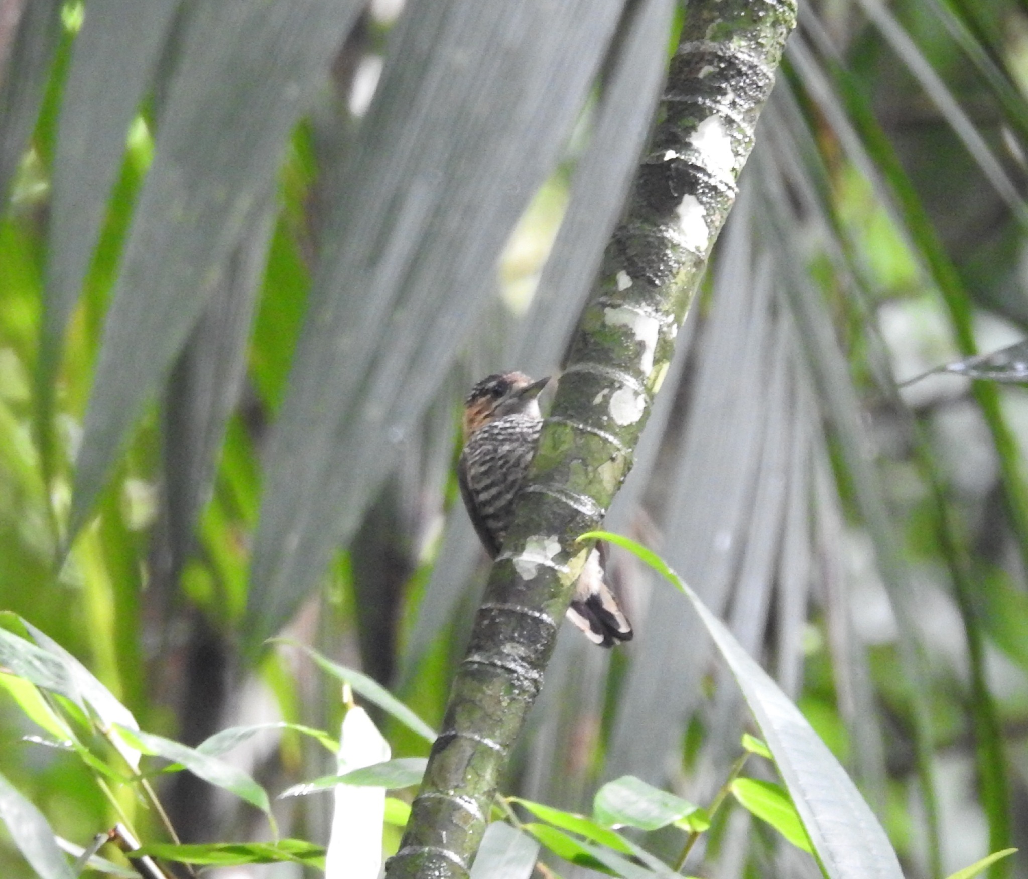 Ochre-collared Piculet (Picumnus temminckii), photo 1