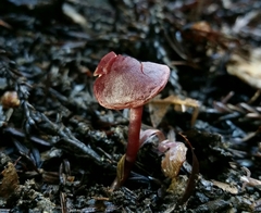 Pseudobaeospora deckeri