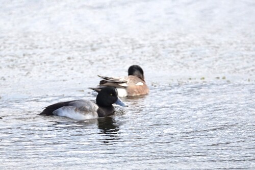 Greater Scaup (Aythya marila), photo 8