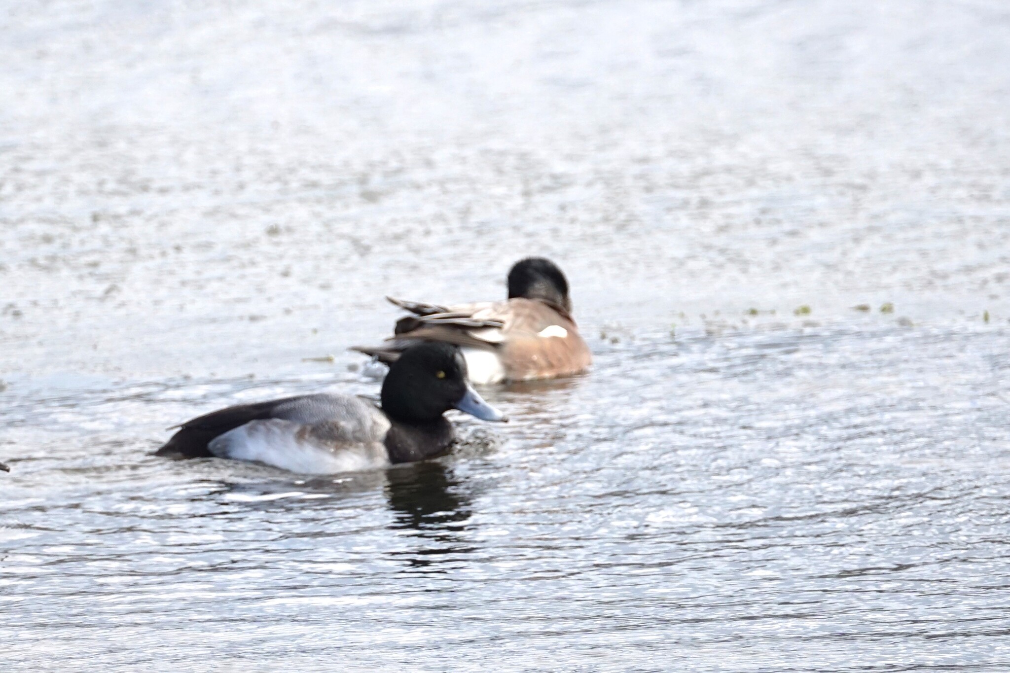 Greater Scaup (Aythya marila), photo 9