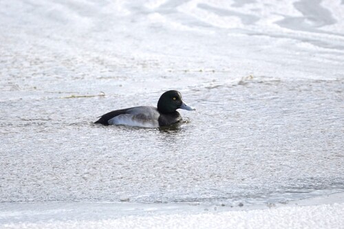 Greater Scaup (Aythya marila), photo 9