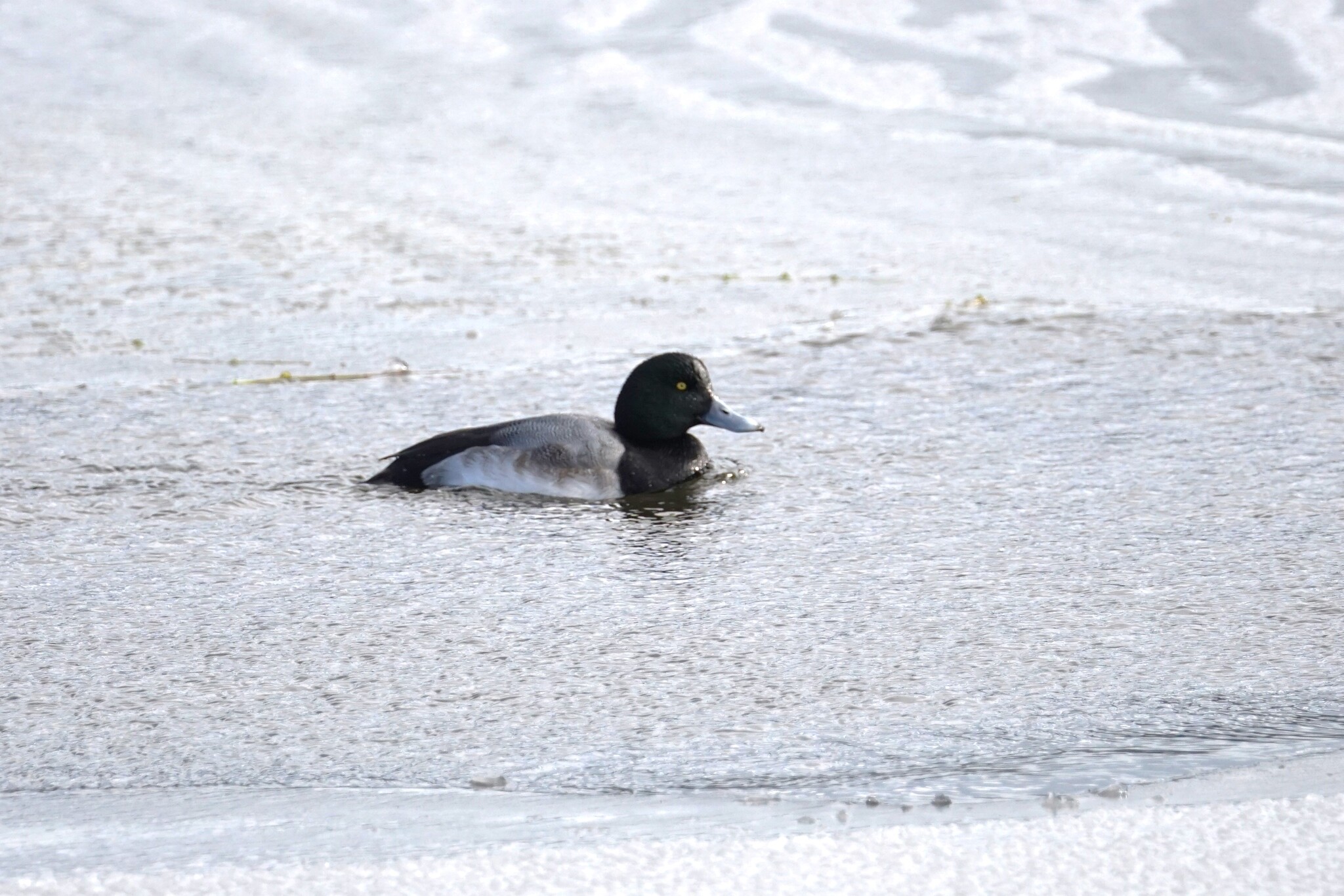Greater Scaup (Aythya marila), photo 10