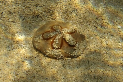 Clypeaster humilis observed 2026-01-01
