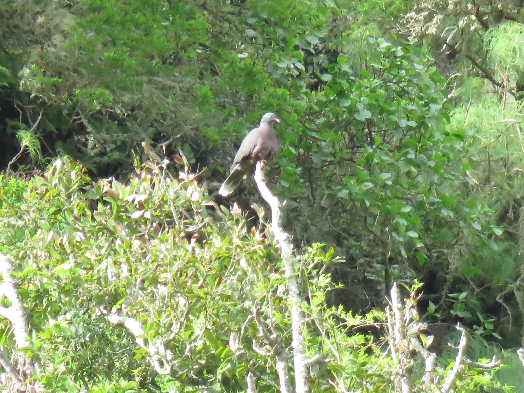 Laurel Pigeon (Columba junoniae), photo 6