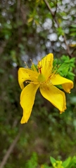Hypericum revolutum, photograph (c) Mathew Rees, some rights reserved (CC BY)