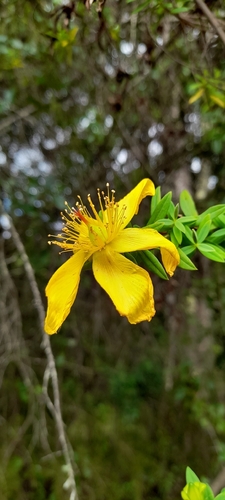 Hypericum revolutum, photograph 5