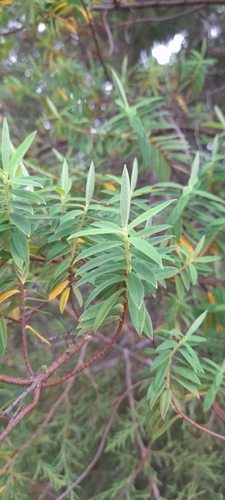 Hypericum revolutum, photograph 6