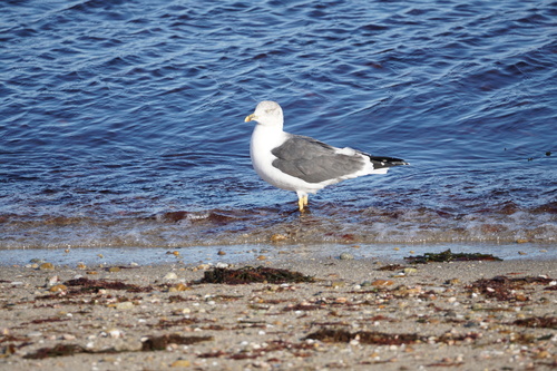Lesser Black-backed Gull (Larus fuscus), photo 4