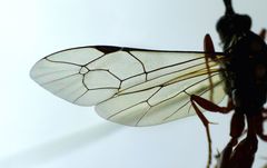 Degithina