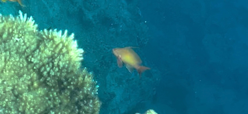 Sea goldie (Pseudanthias squamipinnis) — Serranidae