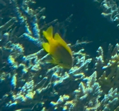 Pomacentrus sulfureus