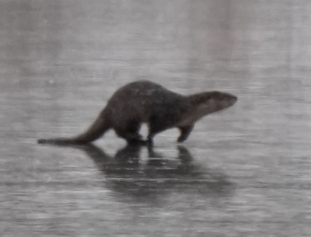 North American River Otter in January 2026 by vogelbild · iNaturalist