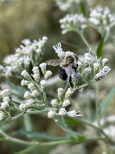 iNaturalist observation photo of Common Eastern Bumble Bee