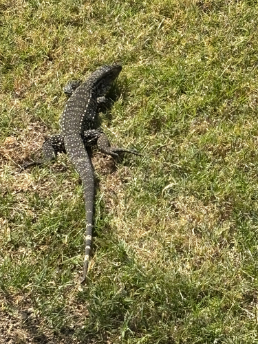 Argentine Black-and-white Tegu