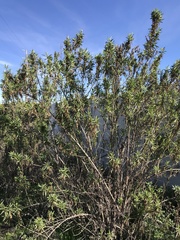 Baccharis salicifolia