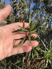 Baccharis salicifolia