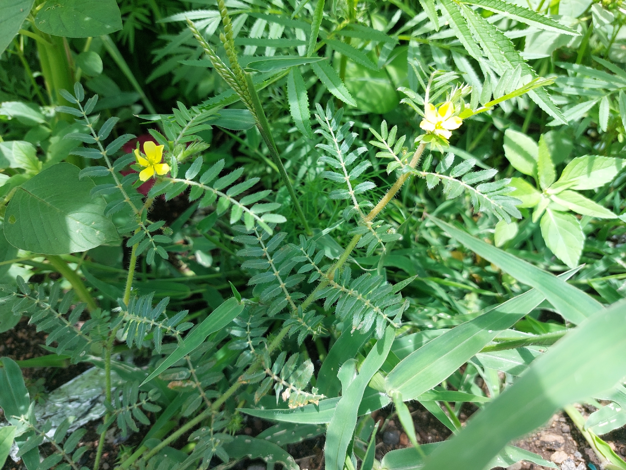 Imagem de Tribulus terrestris