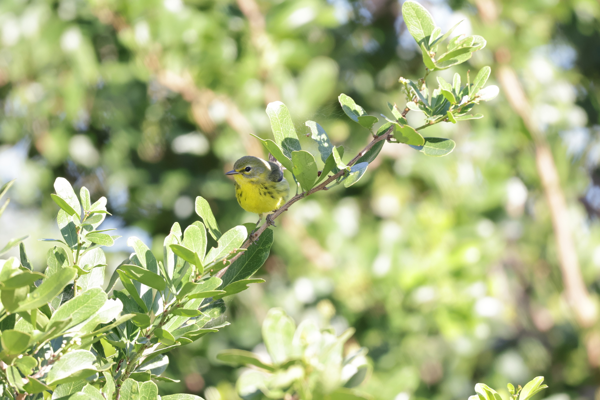 Prairie Warbler (Setophaga discolor), photo 2